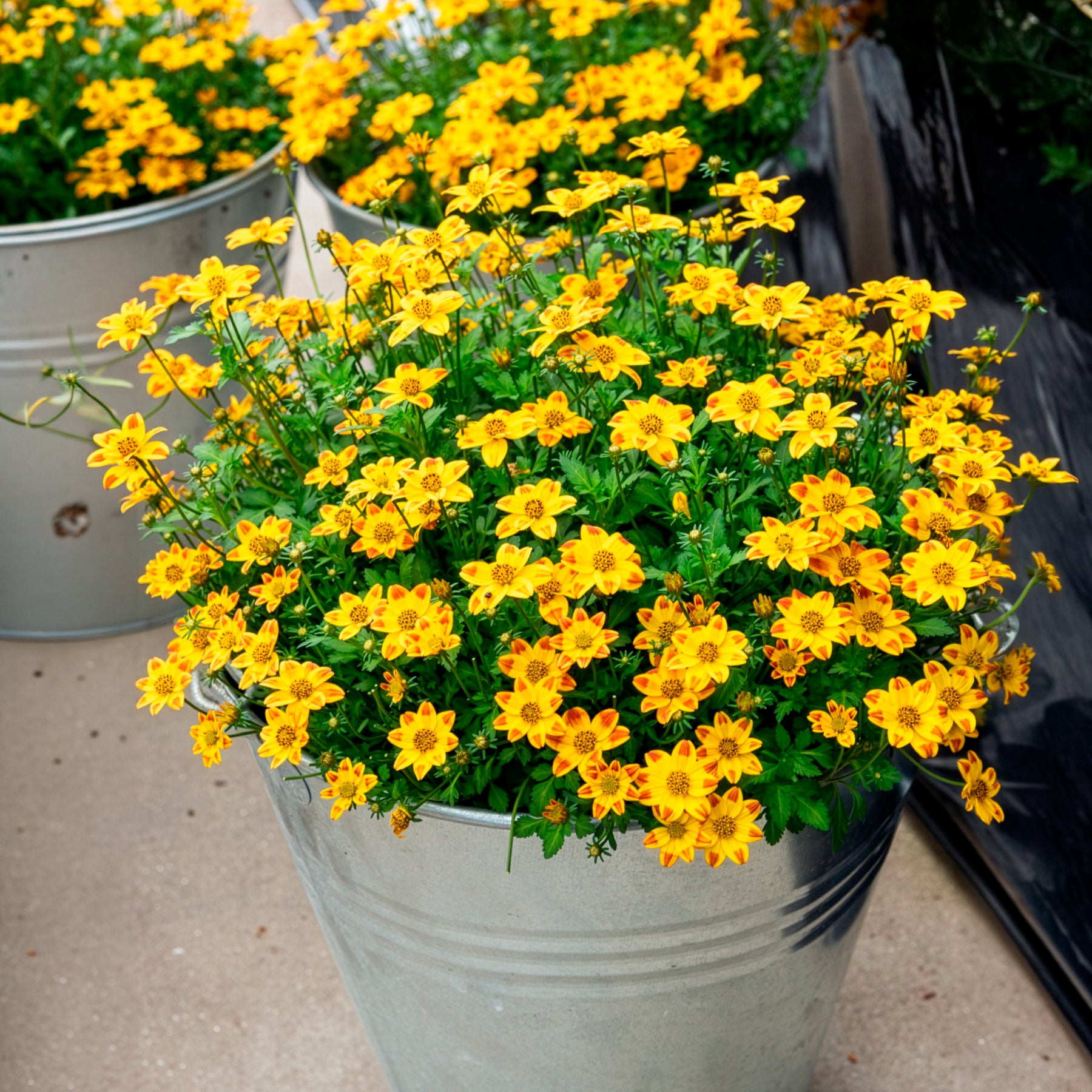 Bidens ferulifolia Beedance Painted Yellow - 3 Bidens rouge orange - Bidens