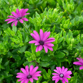 3 Marguerites du Cap pourpres - Osteospermum margarita purple - Willemse