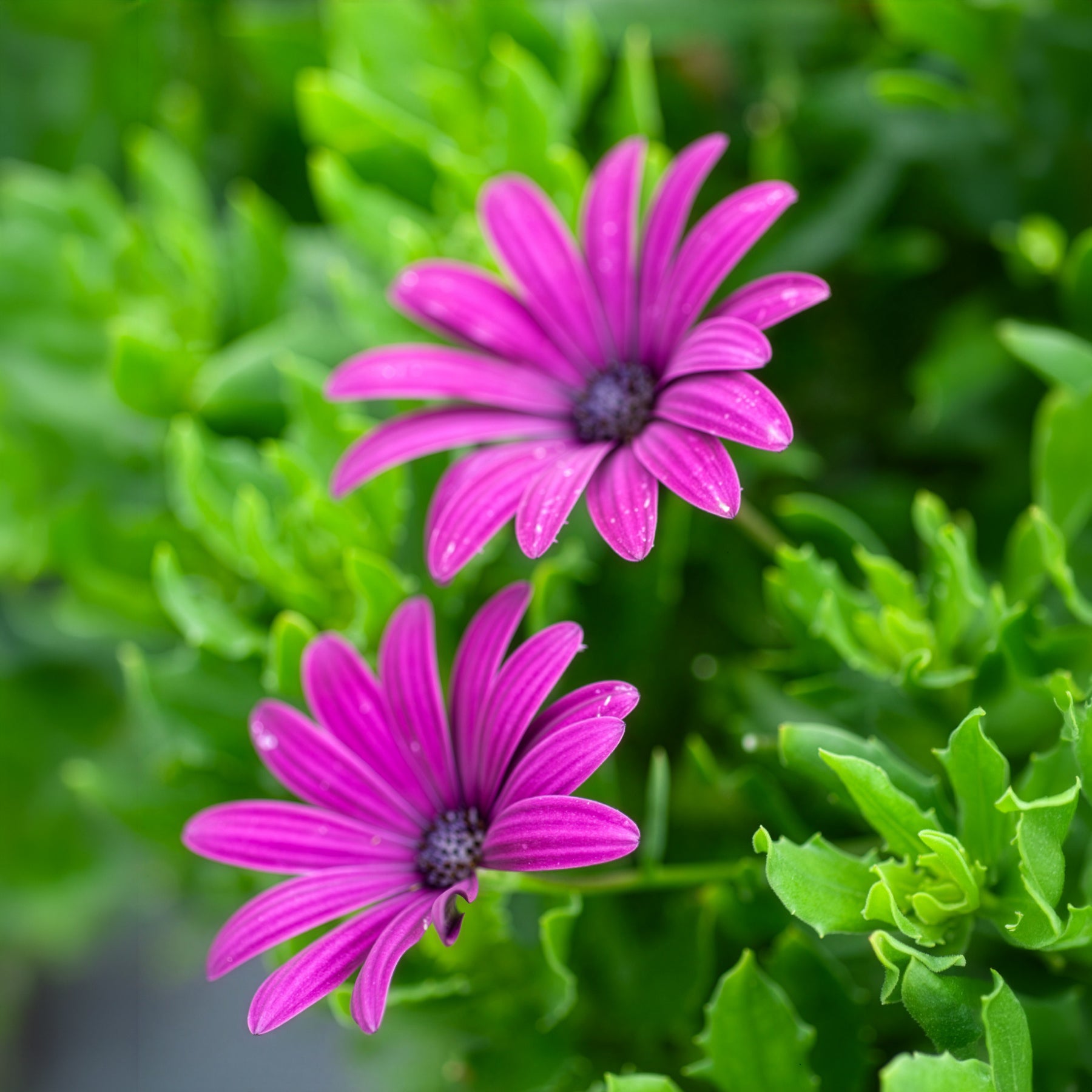 Marguerite du Cap - Osteospermum - 3 Marguerites du Cap pourpres - Osteospermum margarita purple