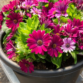 3 Marguerites du Cap pourpres