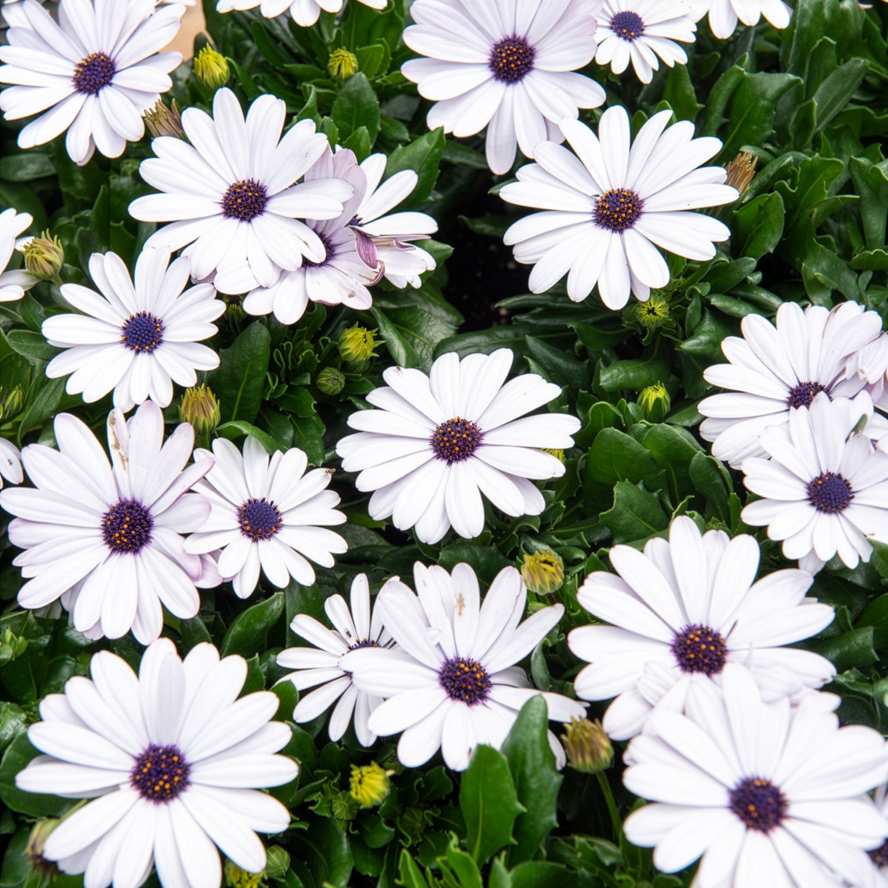 3 Marguerites du Cap blanches - Osteospermum margarita white - Willemse