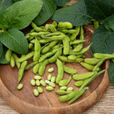 Soja Fiskeby V - Edamame - Willemse