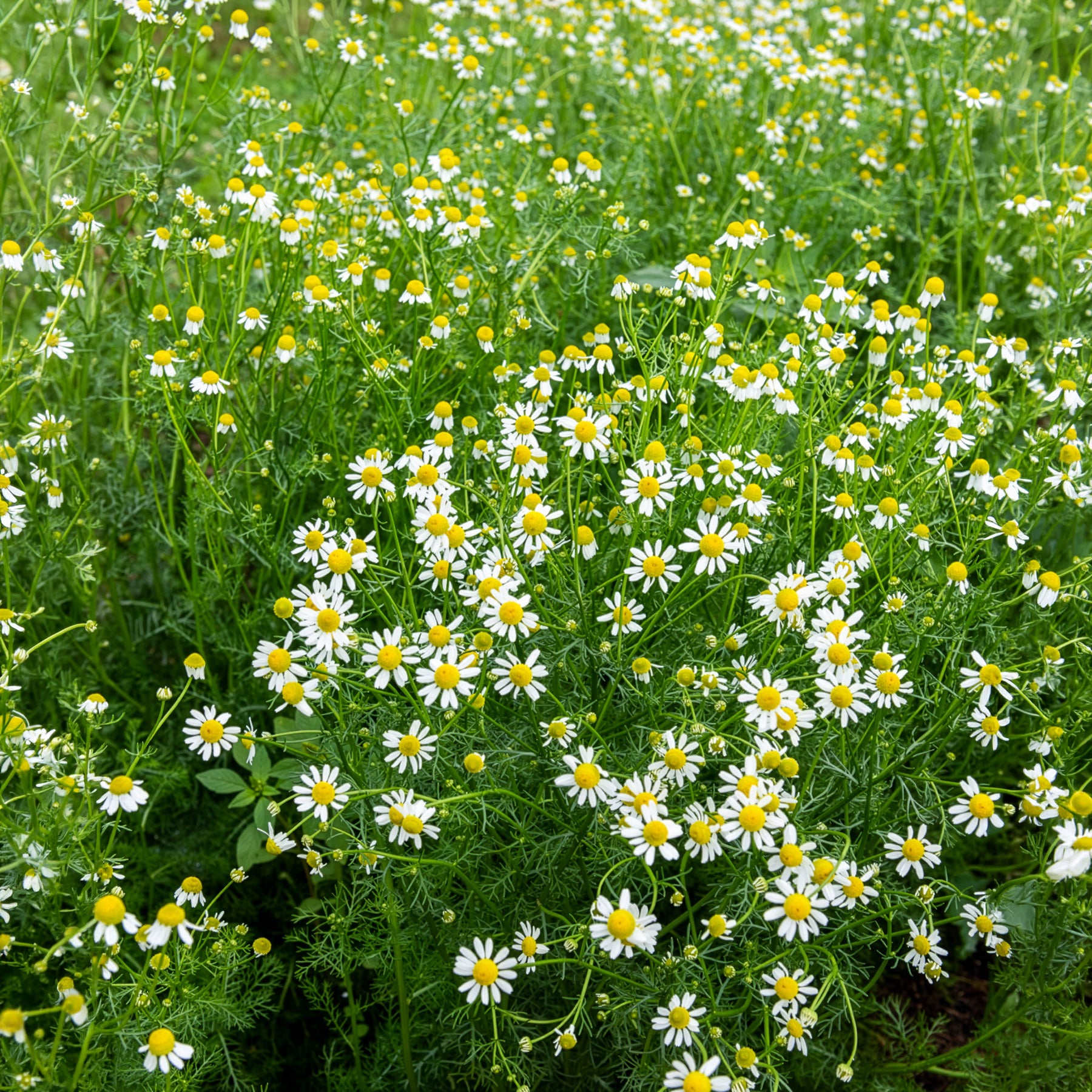 Graines de fleurs - Camomille Allemande Bio - Matricaria recutita