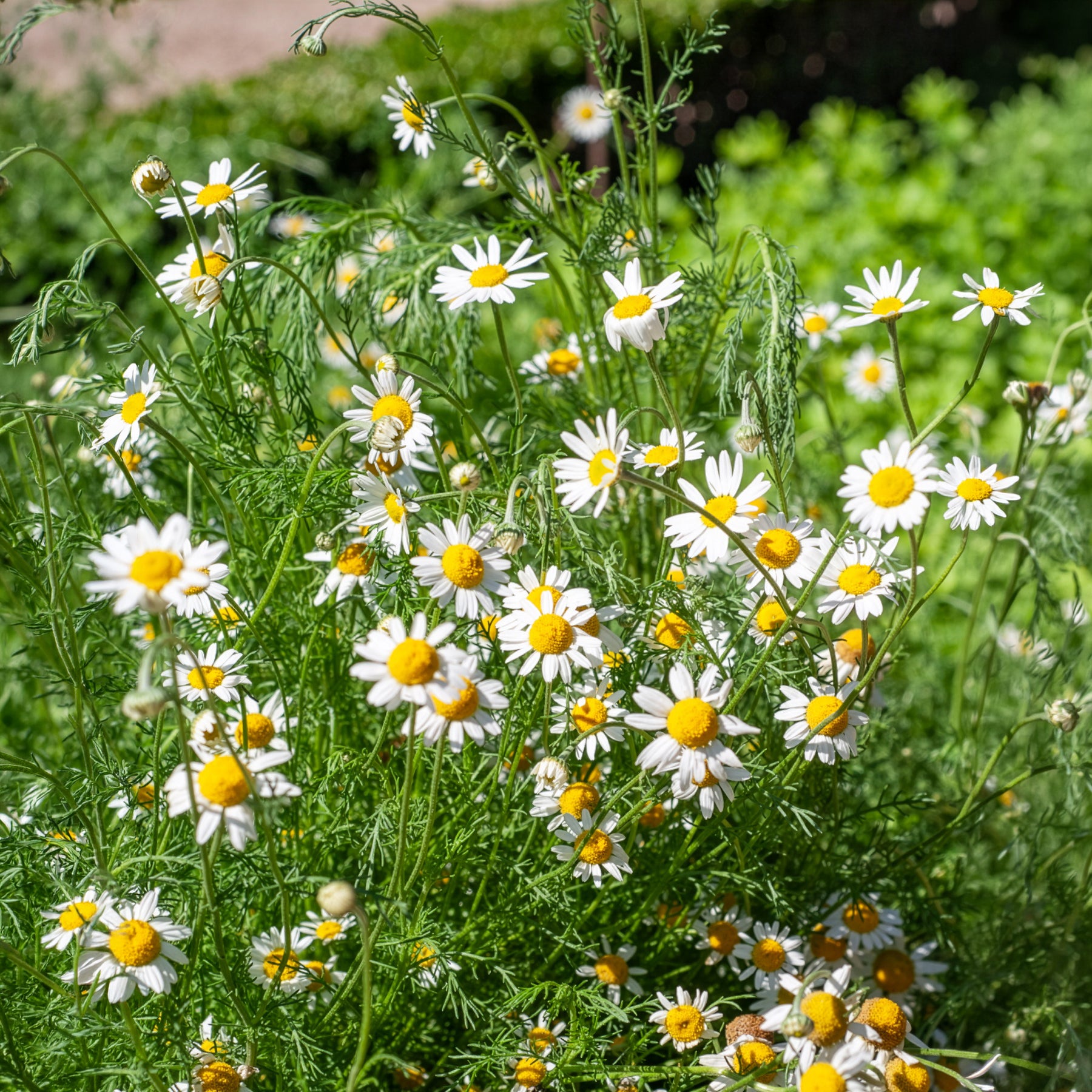 Camomille Allemande Bio
