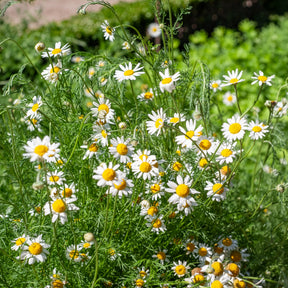 Camomille Allemande Bio