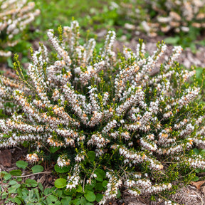 Bruyère d'hiver White Glow - Erica darleyensis white glow - Willemse