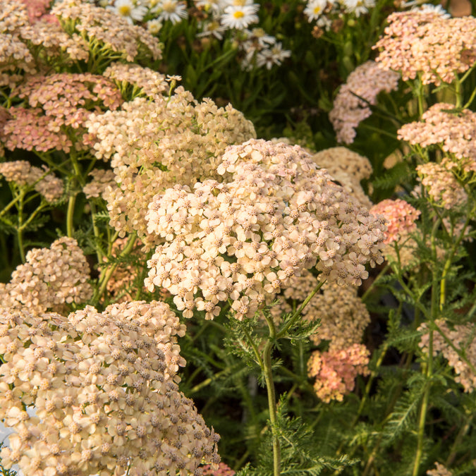 Achillea millefolium Lachsschönheit - Achillée millefeuille Lachsschönheit - Achillée