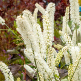 Cierge d'argent White Pearl - Willemse
