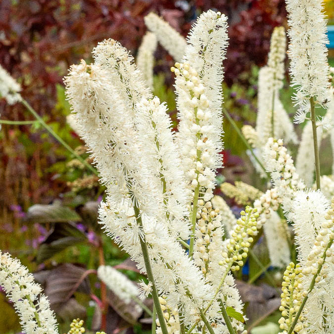 Cierge d'argent White Pearl - Willemse