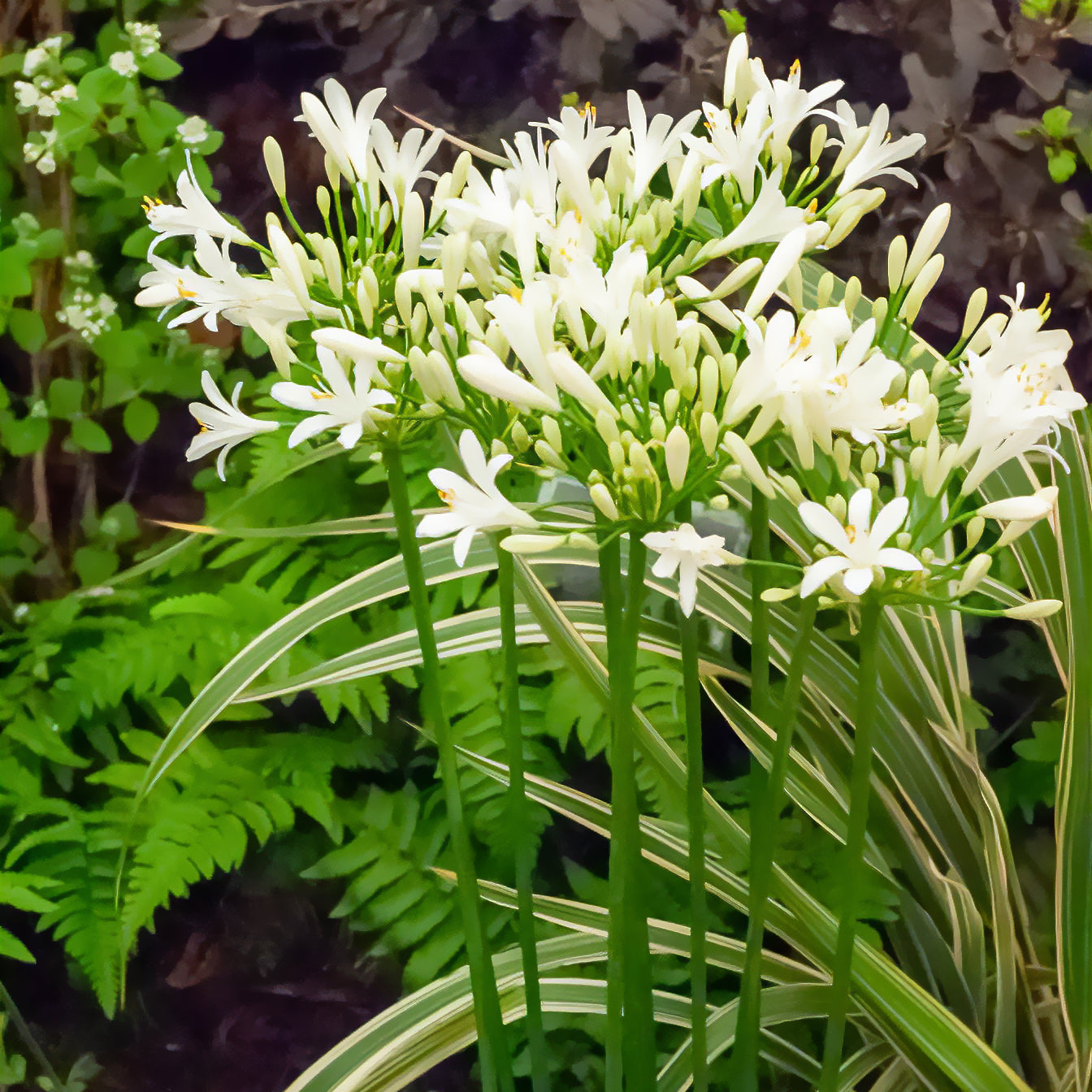 Agapanthes - Agapanthe africaine blanche - Agapanthus africanus albus