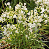 Agapanthe Double Diamond - Willemse