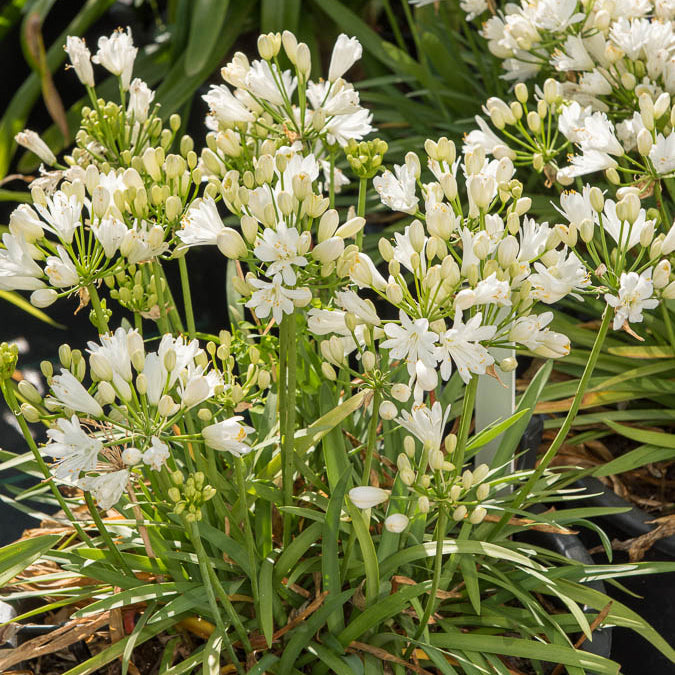 Agapanthe Double Diamond - Willemse
