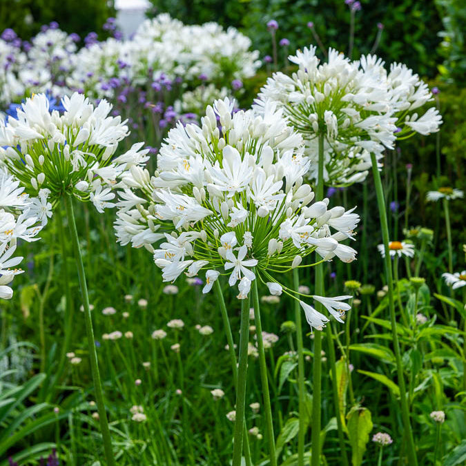 Agapanthus white heaven - Agapanthe White Heaven - Agapanthes