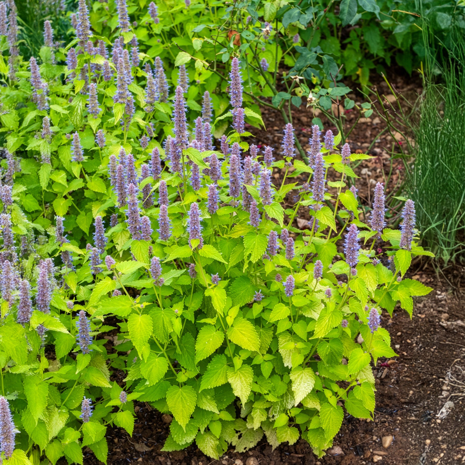 Agastache rugosa Golden Jubilee - Agastache fenouil Golden Jubilee - Agastache