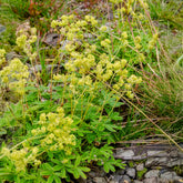 Alchemille des Alpes - Willemse