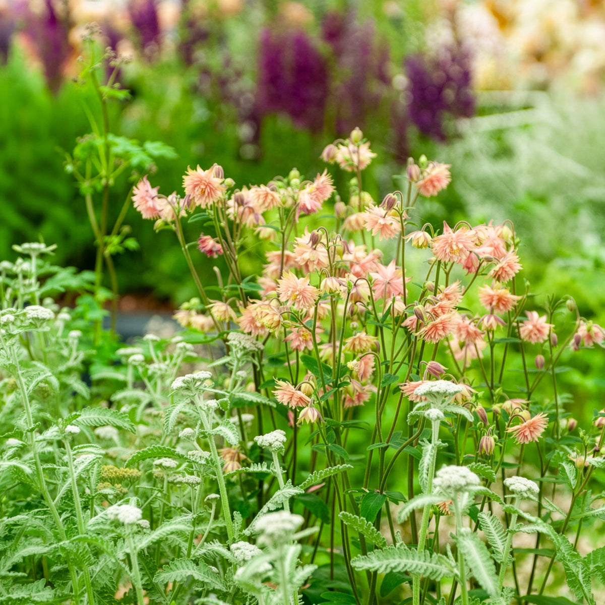 Ancolie des jardins Barlow Rose - Aquilegia vulgaris Rose Barlow - Willemse