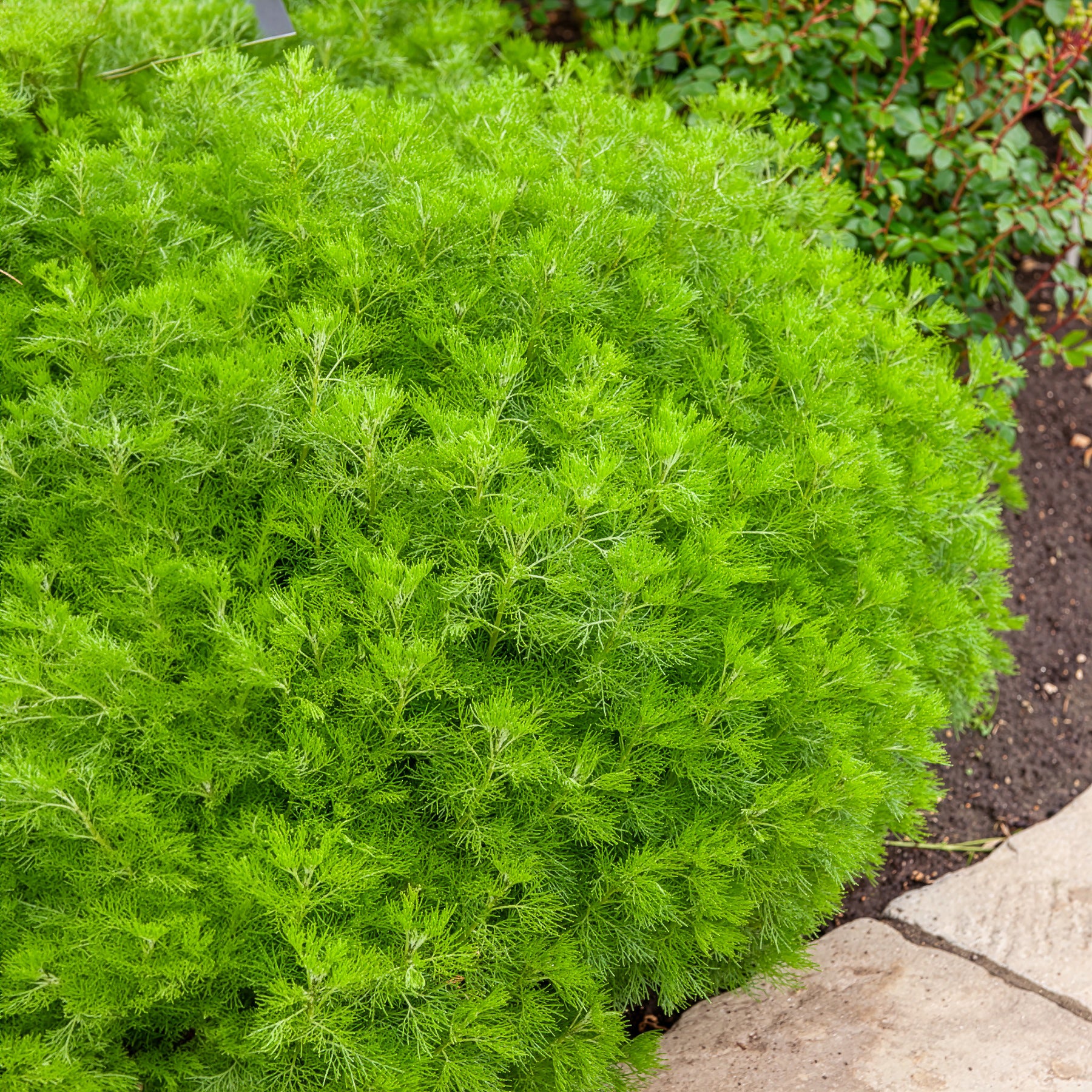 Artemisia abrotanum - Armoise citronelle Aurone - Armoise