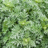 Absinthe Lambrook Silver - Willemse