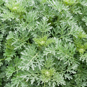 Absinthe Lambrook Silver - Willemse