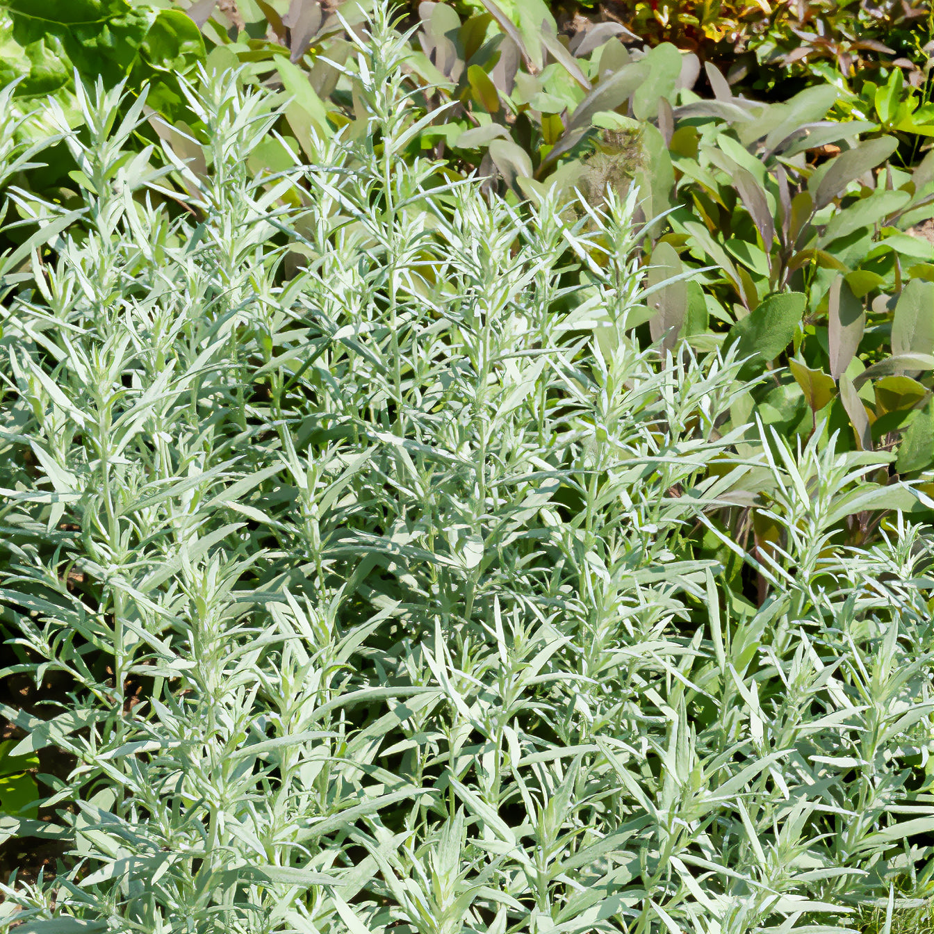 Armoise Silver Queen - Artemisia ludoviciana silver queen - Willemse