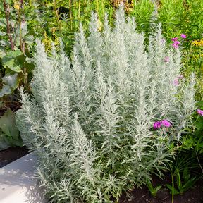 Artemisia ludoviciana silver queen - Armoise Silver Queen - Armoise