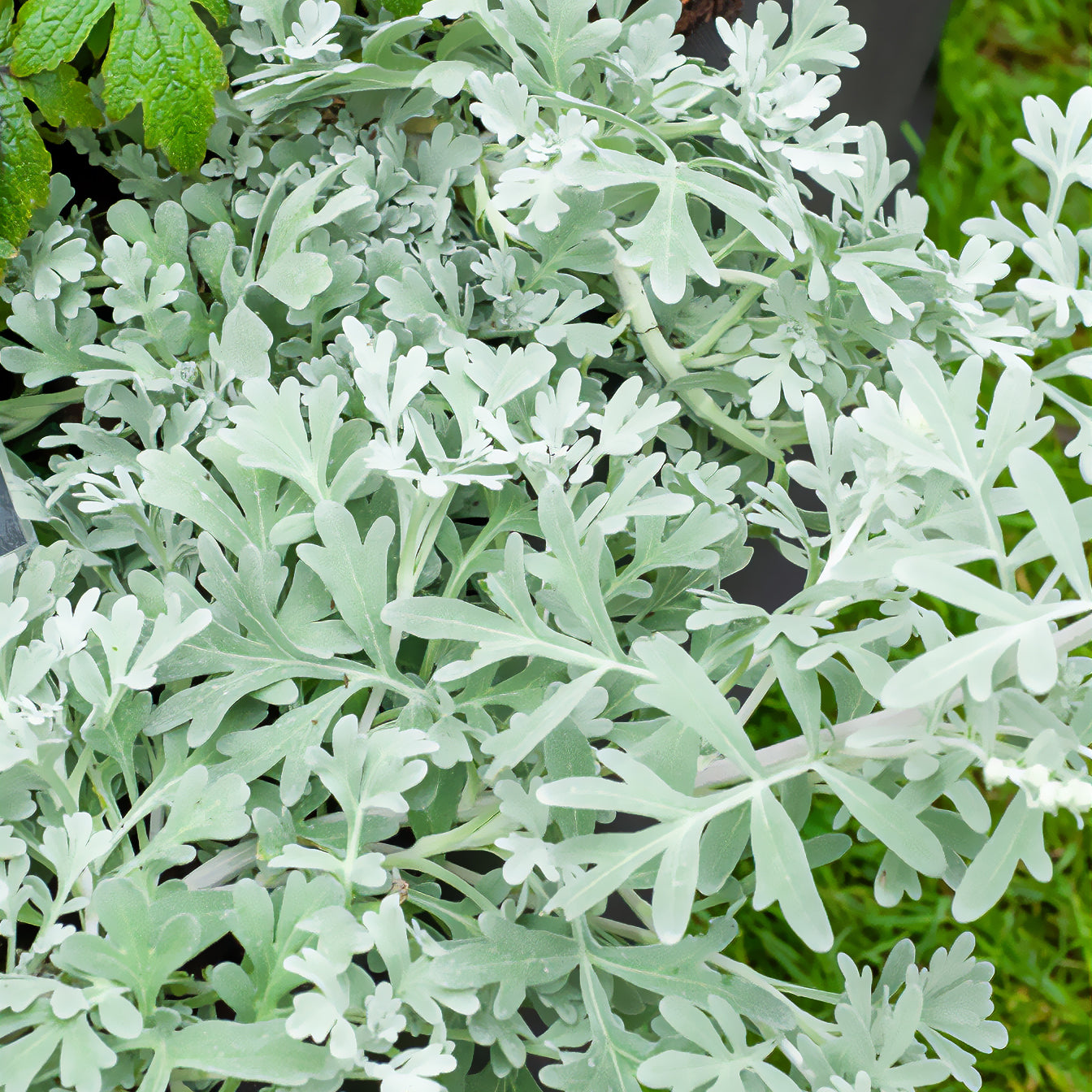 Armoise des rivages d'Extrême-Orient Broughton Silver - Artemisia stelleriana boughton silver - Willemse