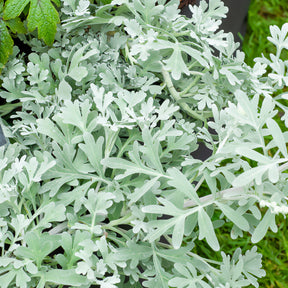 Armoise des rivages d'Extrême-Orient Broughton Silver - Artemisia stelleriana boughton silver - Willemse