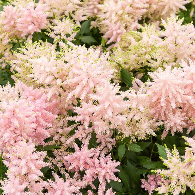 Astilbe du Japon Europa - Astilbe japonica Europa - Willemse