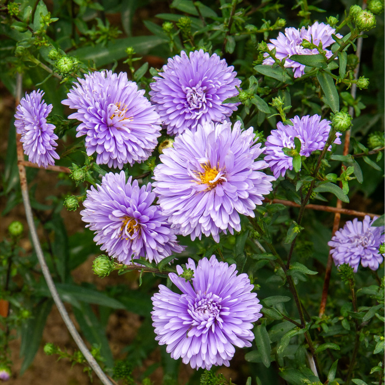 Aster de Nouvelle-Belgique Marie Ballard - Willemse