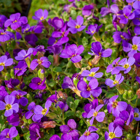 Aubrieta Hamburger Stadtpark - Aubriète Hamburger Stadtpark - Aubriete