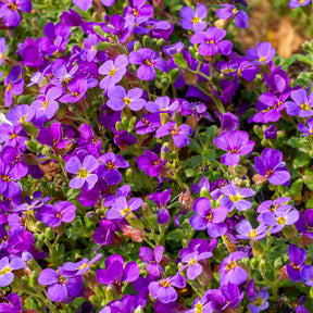 Aubriete - Aubriète Hamburger Stadtpark - Aubrieta Hamburger Stadtpark