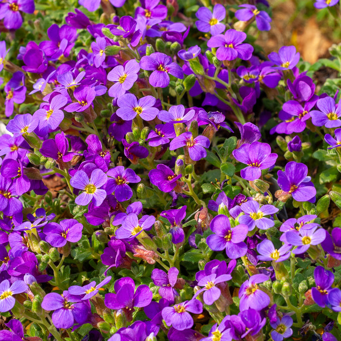 Aubriete - Aubriète Hamburger Stadtpark - Aubrieta Hamburger Stadtpark