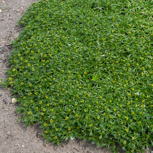 Vivaces couvre-sol - Azorelle - Azorella trifurcata