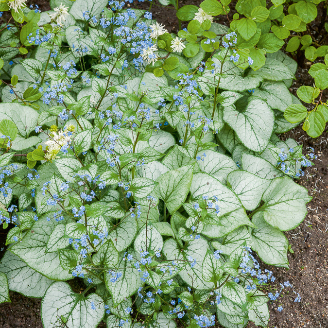Myosotis du Caucase Looking Glass - Willemse