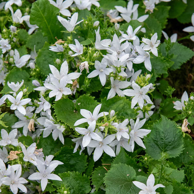Campanula poscharskyana E.H. Frost - Campanule des murets E.H. Frost - Campanule