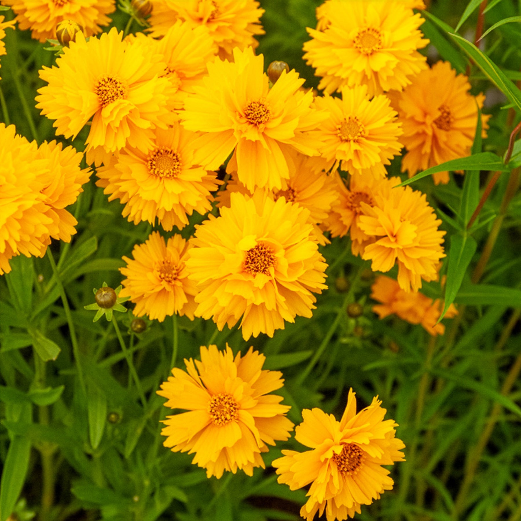 Coreopsis à grandes fleurs Sunray - Coreopsis grandiflora Sunray - Willemse