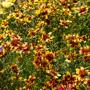 Coreopsis verticillé Bengal Tiger - Willemse