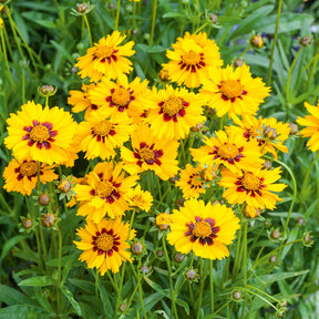 Coreopsis lancéolée Sterntaler - Willemse