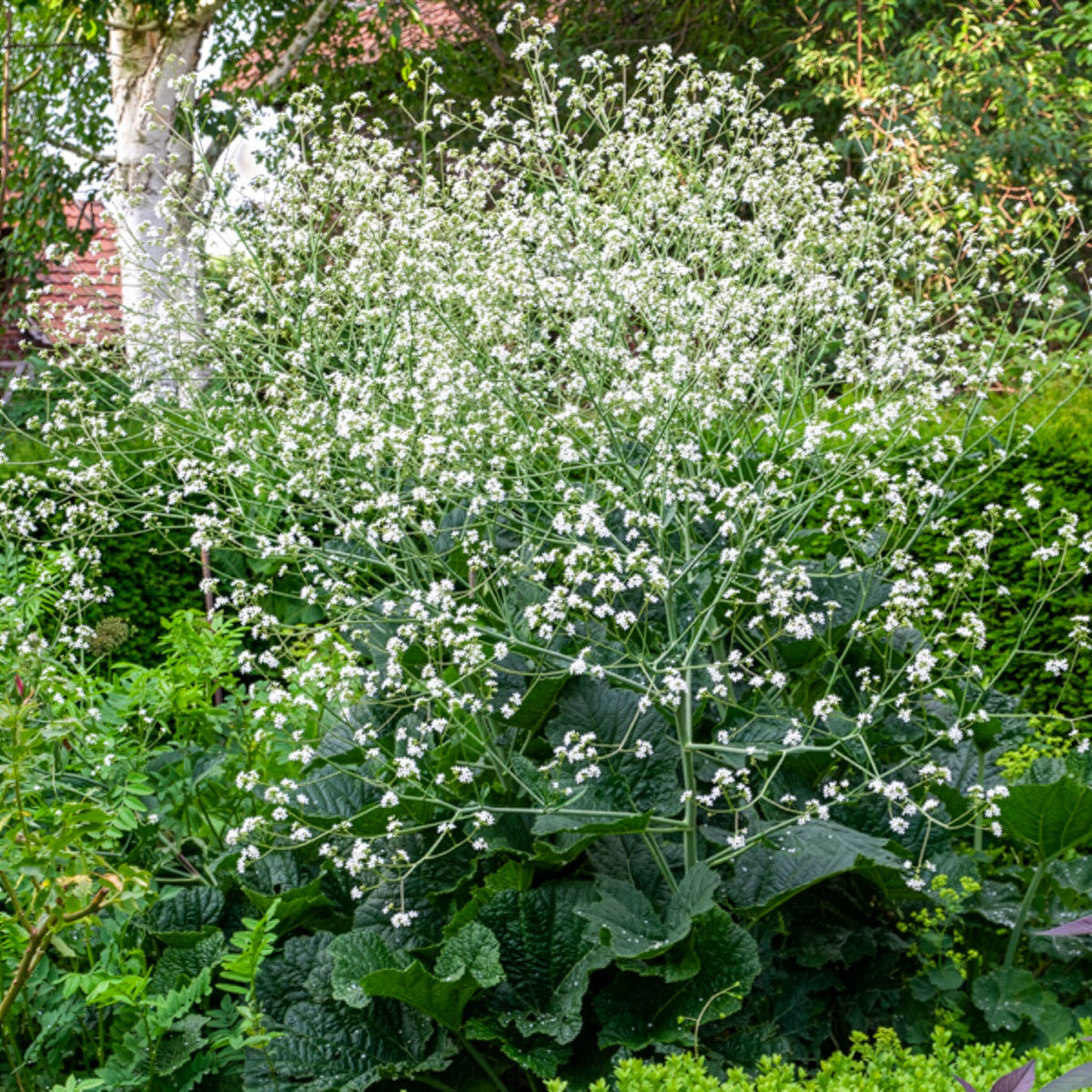 Chou nuage blanc - Crambe - Crambe cordifolia - Willemse