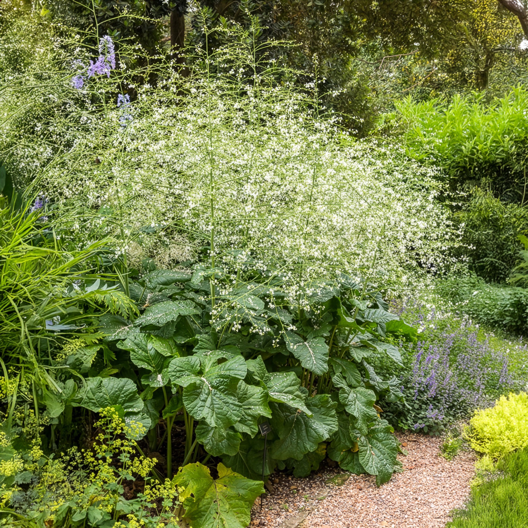 Chou nuage blanc - Crambe - Willemse