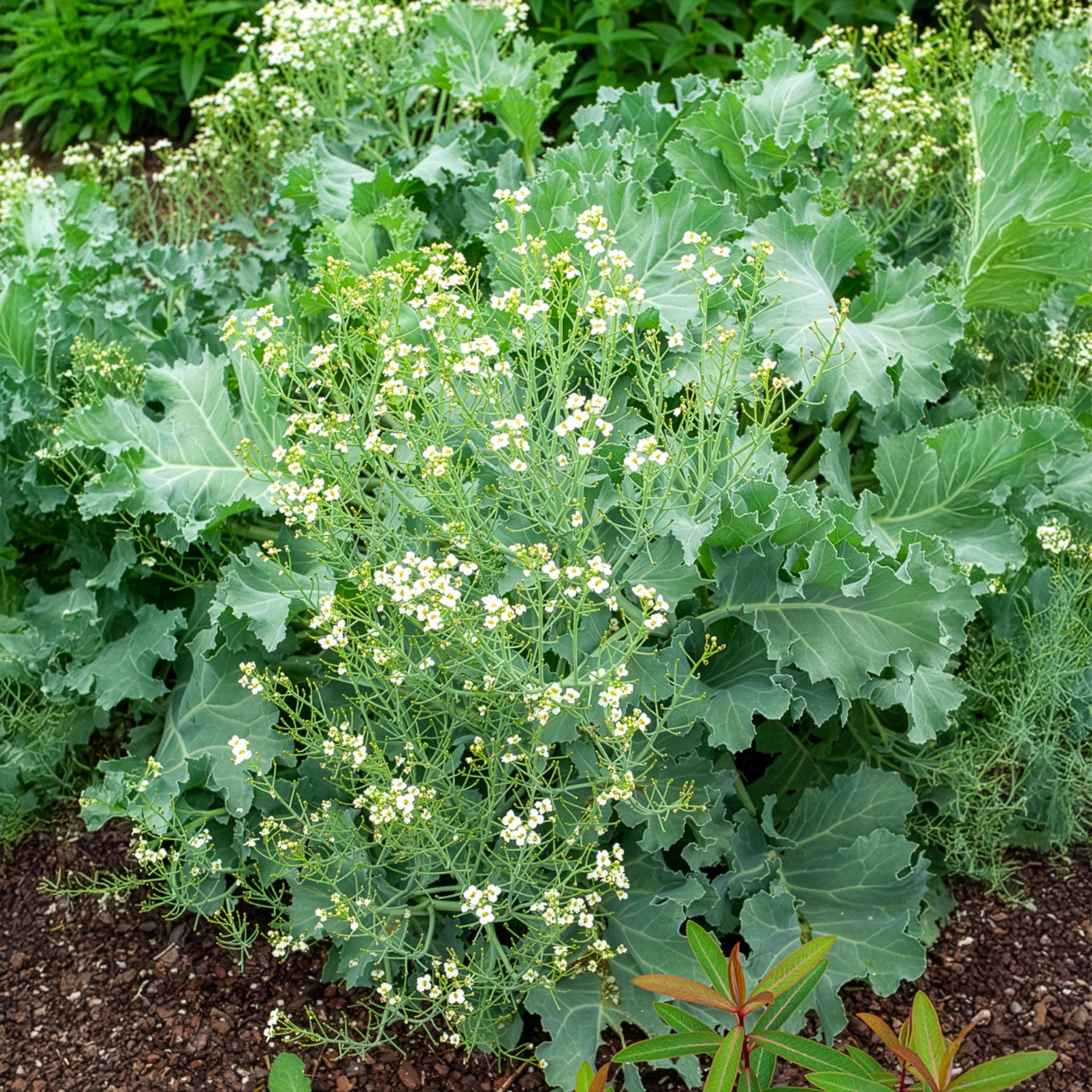 Crambe maritima - Crambe maritime - Plantes vivaces