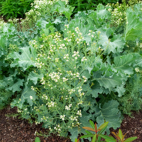 Crambe maritima - Crambe maritime - Plantes vivaces