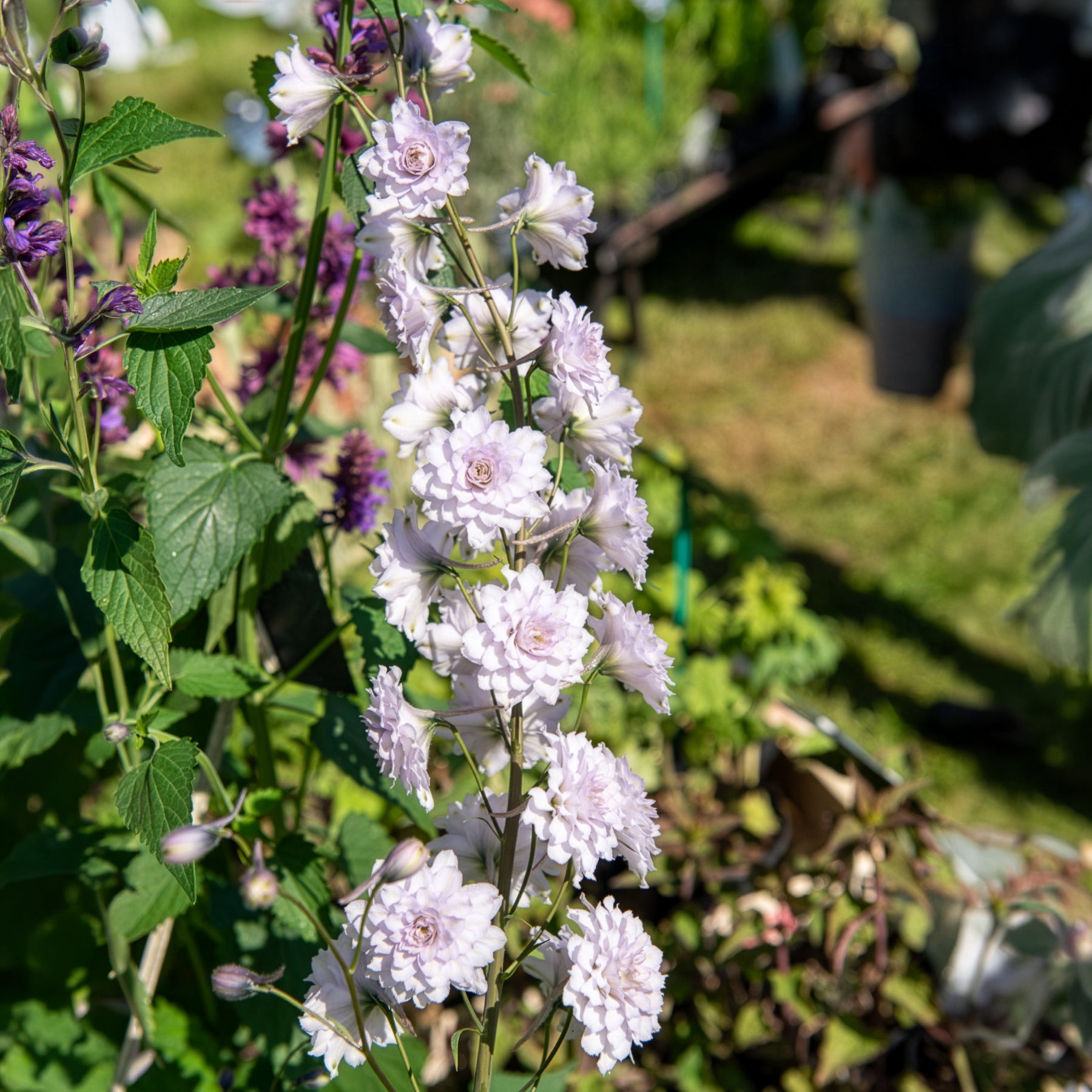 Delphinium Highlander® Cha-Cha - Willemse