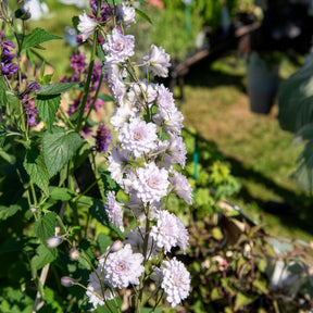 Delphinium Highlander® Cha-Cha - Willemse