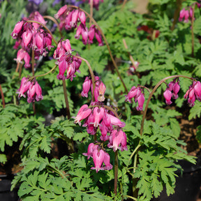 Coeur de Marie de Formose Luxuriant - Willemse