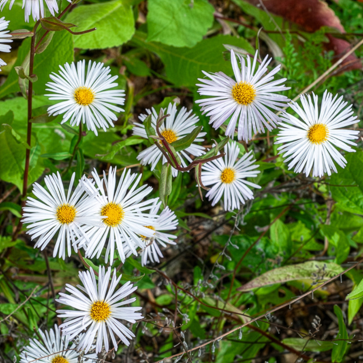 Vergerette Sommerneuschnee - Erigeron - Erigeron Sommerneuschnee - Willemse