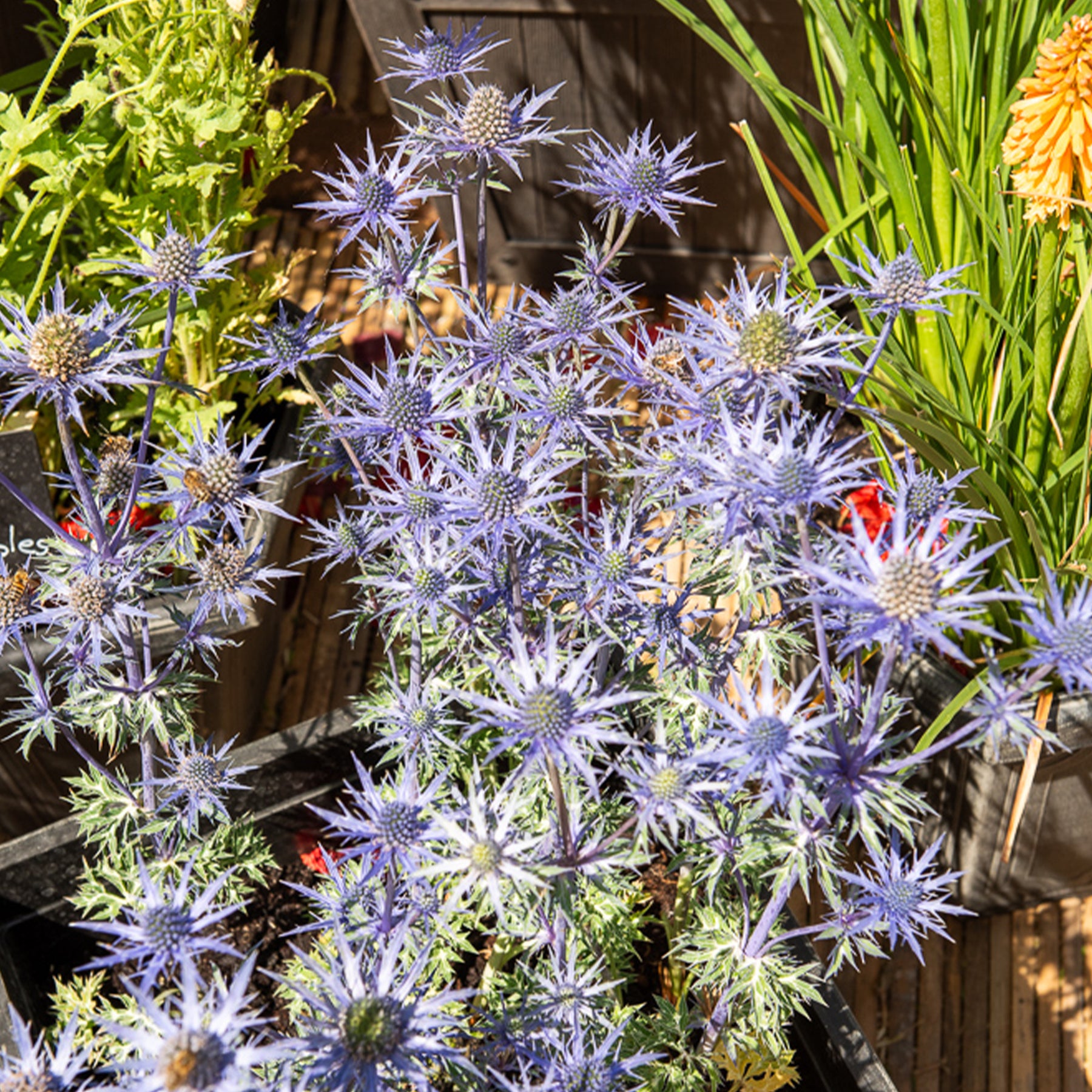 Panicaut maritime Lapis Blue - Eryngium maritimum Lapis Blue - Willemse