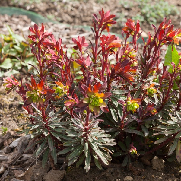 Euphorbe des bois pourpre - Willemse