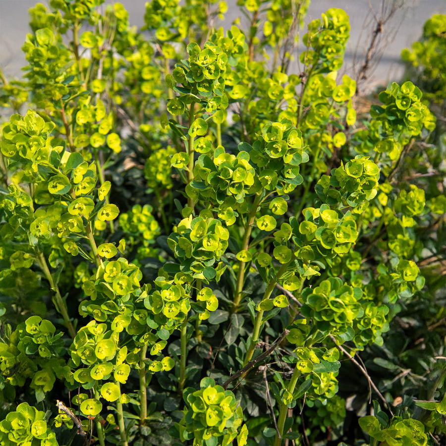 Vente Euphorbe de Mrs. Robb - Euphorbia amygdaloides subsp. robbiae