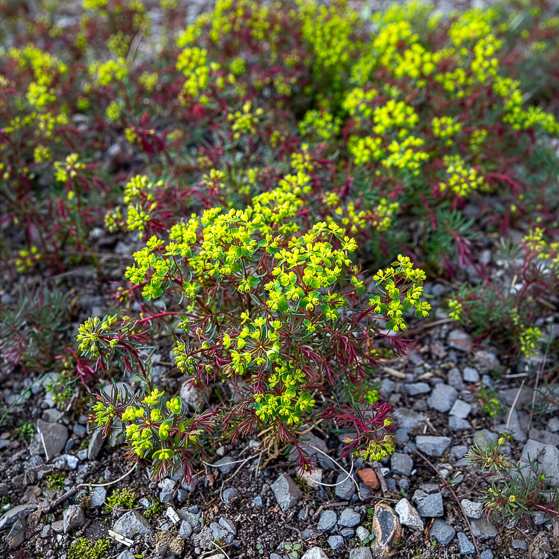 Euphorbe petit-cyprès Clarice Howard - Euphorbia cyparissias clarice howard - Willemse